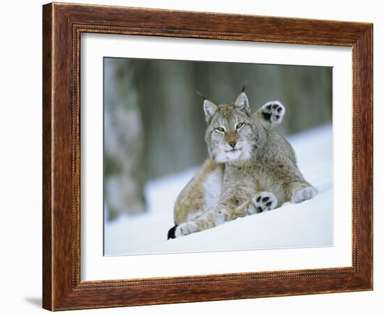 European Lynx Male Grooming in Snow, Norway-Pete Cairns-Framed Photographic Print