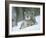 European Lynx Male Grooming in Snow, Norway-Pete Cairns-Framed Photographic Print