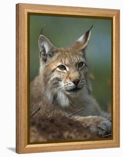 European Lynx, Ranua Wildlife Park, Finland, Scandinavia, Europe-Murray Louise-Framed Premier Image Canvas