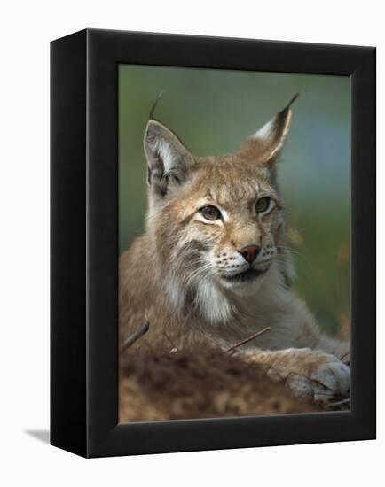 European Lynx, Ranua Wildlife Park, Finland, Scandinavia, Europe-Murray Louise-Framed Premier Image Canvas