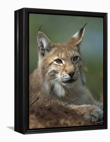 European Lynx, Ranua Wildlife Park, Finland, Scandinavia, Europe-Murray Louise-Framed Premier Image Canvas
