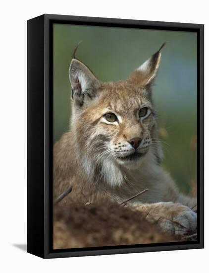 European Lynx, Ranua Wildlife Park, Finland, Scandinavia, Europe-Murray Louise-Framed Premier Image Canvas