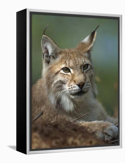 European Lynx, Ranua Wildlife Park, Finland, Scandinavia, Europe-Murray Louise-Framed Premier Image Canvas