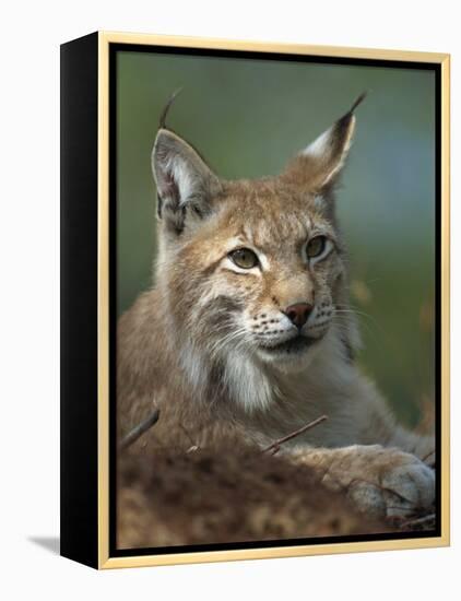 European Lynx, Ranua Wildlife Park, Finland, Scandinavia, Europe-Murray Louise-Framed Premier Image Canvas