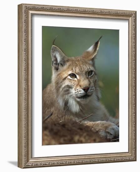 European Lynx, Ranua Wildlife Park, Finland, Scandinavia, Europe-Murray Louise-Framed Photographic Print