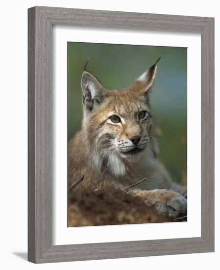 European Lynx, Ranua Wildlife Park, Finland, Scandinavia, Europe-Murray Louise-Framed Photographic Print