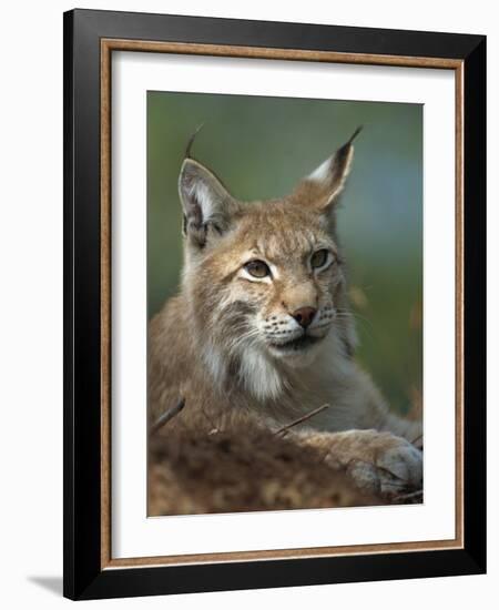 European Lynx, Ranua Wildlife Park, Finland, Scandinavia, Europe-Murray Louise-Framed Photographic Print