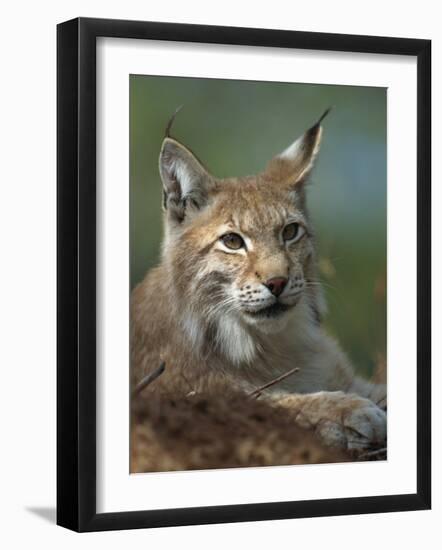 European Lynx, Ranua Wildlife Park, Finland, Scandinavia, Europe-Murray Louise-Framed Photographic Print