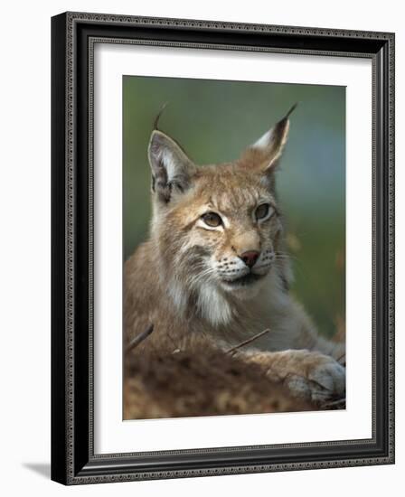 European Lynx, Ranua Wildlife Park, Finland, Scandinavia, Europe-Murray Louise-Framed Photographic Print