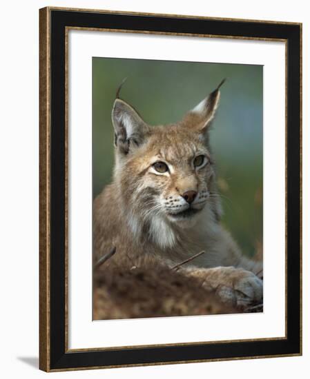 European Lynx, Ranua Wildlife Park, Finland, Scandinavia, Europe-Murray Louise-Framed Photographic Print