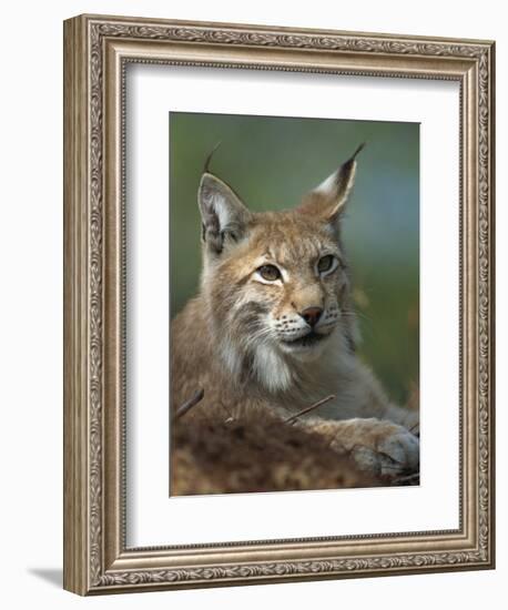 European Lynx, Ranua Wildlife Park, Finland, Scandinavia, Europe-Murray Louise-Framed Photographic Print