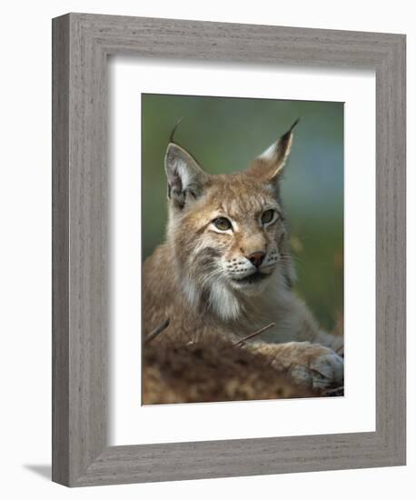 European Lynx, Ranua Wildlife Park, Finland, Scandinavia, Europe-Murray Louise-Framed Photographic Print