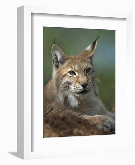 European Lynx, Ranua Wildlife Park, Finland, Scandinavia, Europe-Murray Louise-Framed Photographic Print