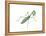 European Mantis (Mantis Religiosa), Insects-Encyclopaedia Britannica-Framed Stretched Canvas