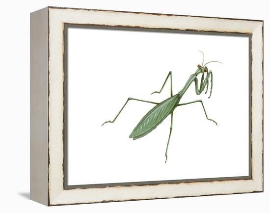 European Mantis (Mantis Religiosa), Insects-Encyclopaedia Britannica-Framed Stretched Canvas