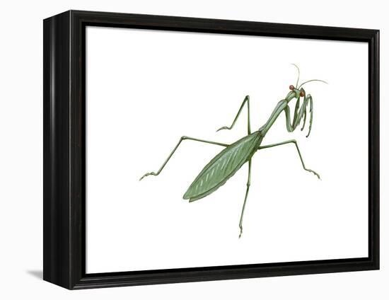 European Mantis (Mantis Religiosa), Insects-Encyclopaedia Britannica-Framed Stretched Canvas