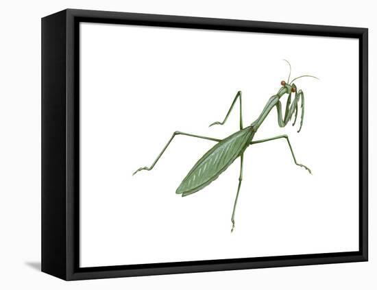 European Mantis (Mantis Religiosa), Insects-Encyclopaedia Britannica-Framed Stretched Canvas