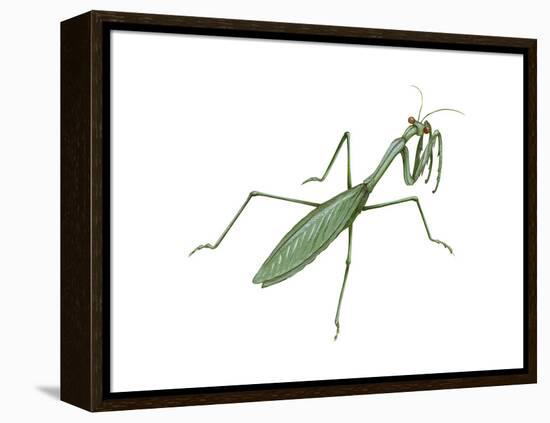 European Mantis (Mantis Religiosa), Insects-Encyclopaedia Britannica-Framed Stretched Canvas