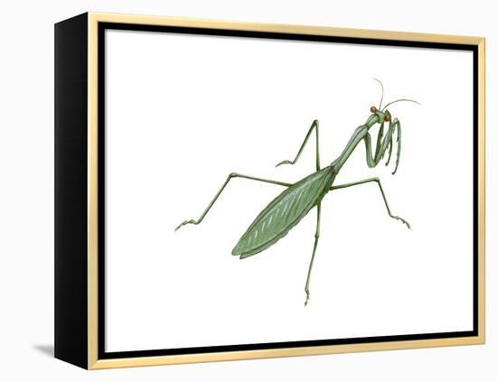 European Mantis (Mantis Religiosa), Insects-Encyclopaedia Britannica-Framed Stretched Canvas