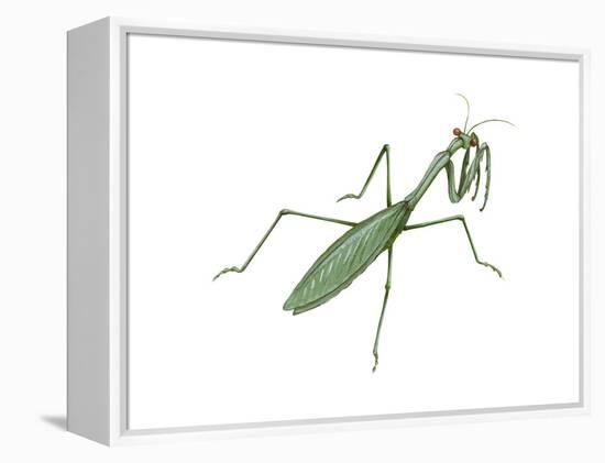 European Mantis (Mantis Religiosa), Insects-Encyclopaedia Britannica-Framed Stretched Canvas