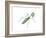 European Mantis (Mantis Religiosa), Insects-Encyclopaedia Britannica-Framed Art Print
