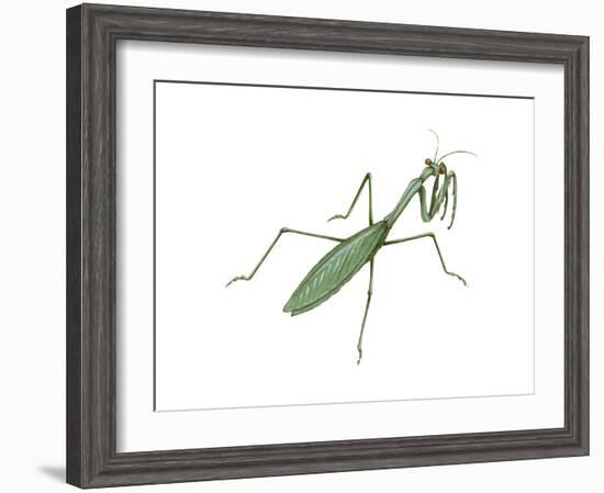 European Mantis (Mantis Religiosa), Insects-Encyclopaedia Britannica-Framed Art Print