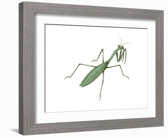 European Mantis (Mantis Religiosa), Insects-Encyclopaedia Britannica-Framed Art Print