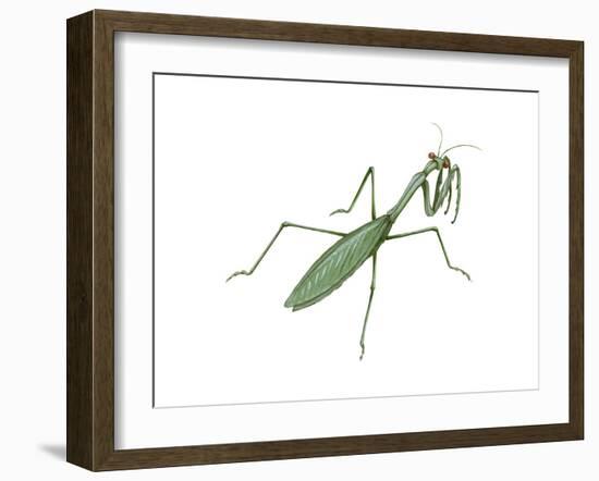 European Mantis (Mantis Religiosa), Insects-Encyclopaedia Britannica-Framed Art Print