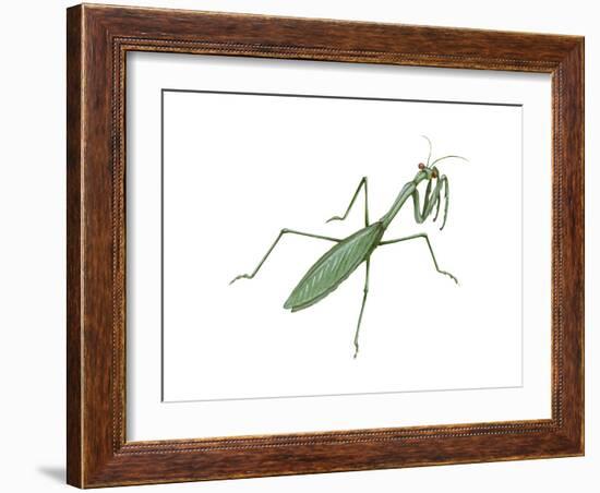 European Mantis (Mantis Religiosa), Insects-Encyclopaedia Britannica-Framed Art Print