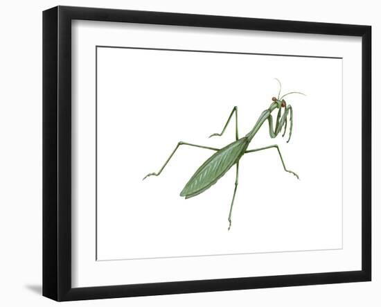 European Mantis (Mantis Religiosa), Insects-Encyclopaedia Britannica-Framed Art Print