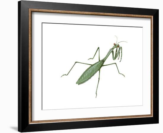 European Mantis (Mantis Religiosa), Insects-Encyclopaedia Britannica-Framed Art Print