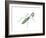 European Mantis (Mantis Religiosa), Insects-Encyclopaedia Britannica-Framed Art Print