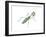 European Mantis (Mantis Religiosa), Insects-Encyclopaedia Britannica-Framed Art Print