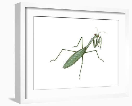 European Mantis (Mantis Religiosa), Insects-Encyclopaedia Britannica-Framed Art Print