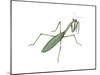 European Mantis (Mantis Religiosa), Insects-Encyclopaedia Britannica-Mounted Art Print