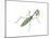 European Mantis (Mantis Religiosa), Insects-Encyclopaedia Britannica-Mounted Art Print