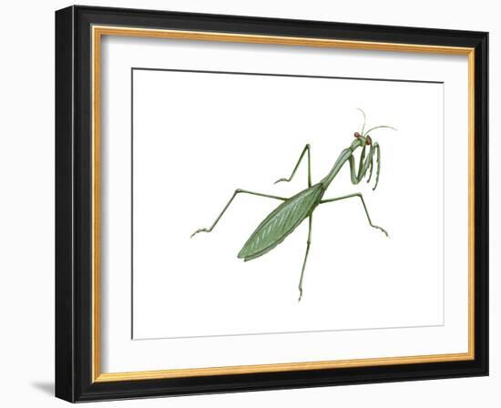 European Mantis (Mantis Religiosa), Insects-Encyclopaedia Britannica-Framed Art Print