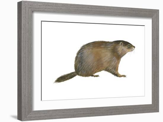 European Marmot (Marmota Marmota), Mammals-Encyclopaedia Britannica-Framed Art Print