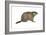 European Marmot (Marmota Marmota), Mammals-Encyclopaedia Britannica-Framed Art Print