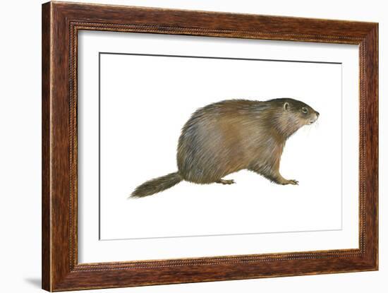 European Marmot (Marmota Marmota), Mammals-Encyclopaedia Britannica-Framed Art Print