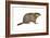 European Marmot (Marmota Marmota), Mammals-Encyclopaedia Britannica-Framed Art Print