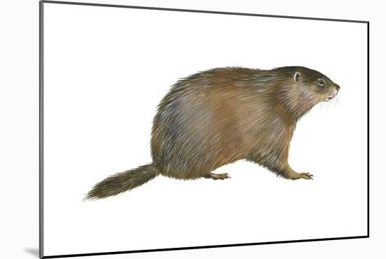 European Marmot (Marmota Marmota), Mammals-Encyclopaedia Britannica-Mounted Art Print