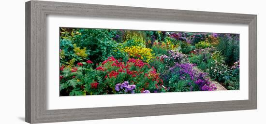 European Michaelmas-daisies (Aster amellus) at Acton Nursery, Cornwall, Malvern, England-null-Framed Photographic Print