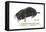European Mole (Talpa Europaea), Mammals-Encyclopaedia Britannica-Framed Stretched Canvas