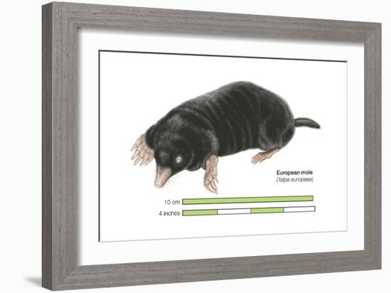 European Mole (Talpa Europaea), Mammals-Encyclopaedia Britannica-Framed Art Print