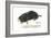 European Mole (Talpa Europaea), Mammals-Encyclopaedia Britannica-Framed Art Print