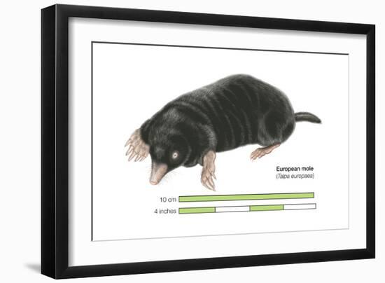 European Mole (Talpa Europaea), Mammals-Encyclopaedia Britannica-Framed Art Print