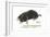 European Mole (Talpa Europaea), Mammals-Encyclopaedia Britannica-Framed Art Print
