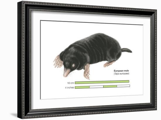 European Mole (Talpa Europaea), Mammals-Encyclopaedia Britannica-Framed Art Print