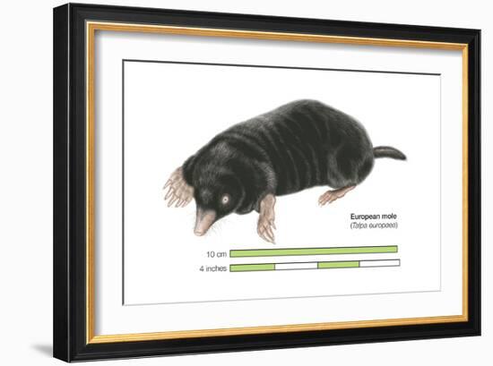 European Mole (Talpa Europaea), Mammals-Encyclopaedia Britannica-Framed Art Print